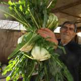 Ci mostra infatti orgoglioso un grande mazzo di cicorielle, che lega a mo� di bouquet
